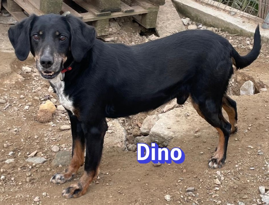 Dino 2