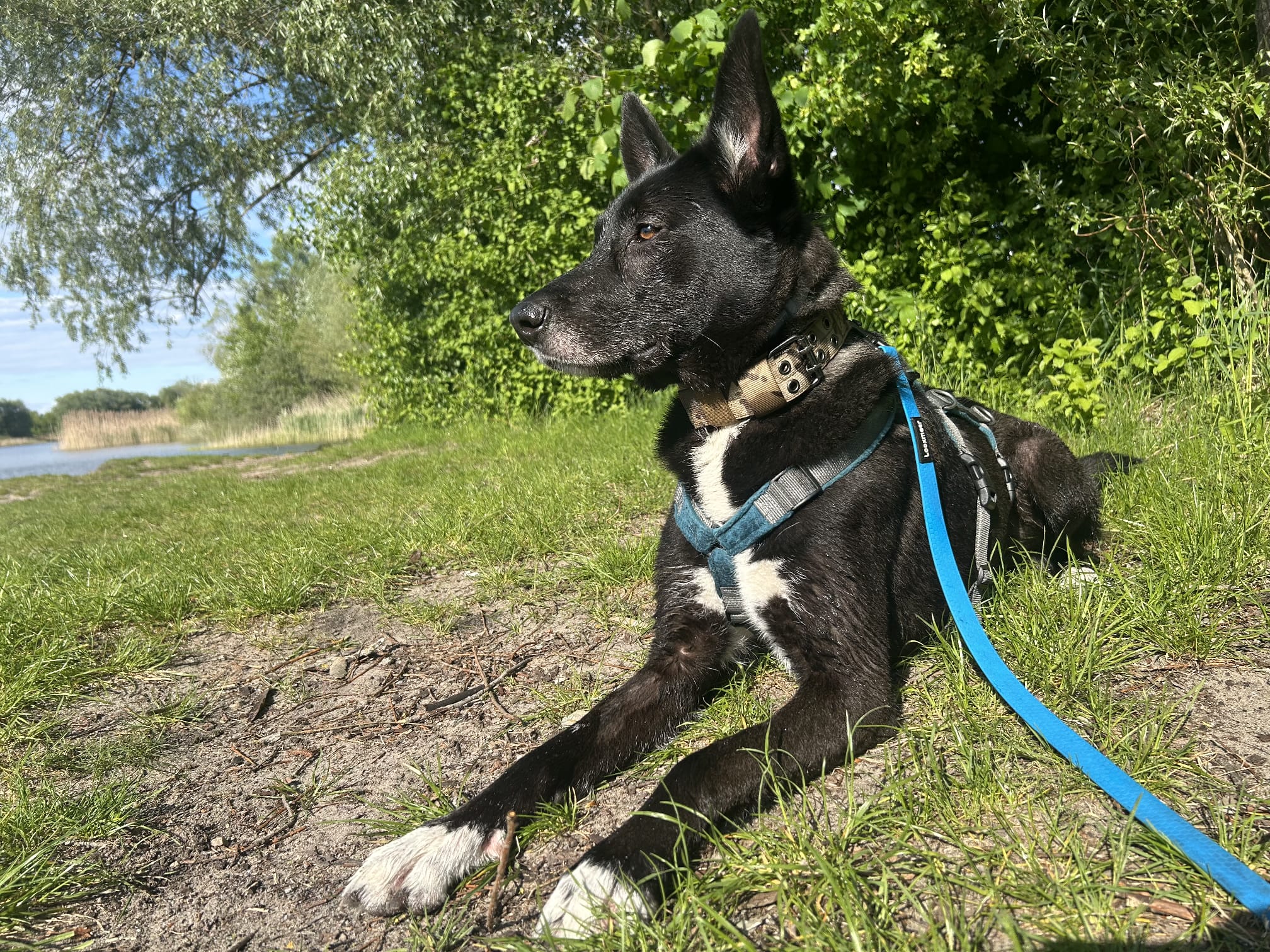 Nikita