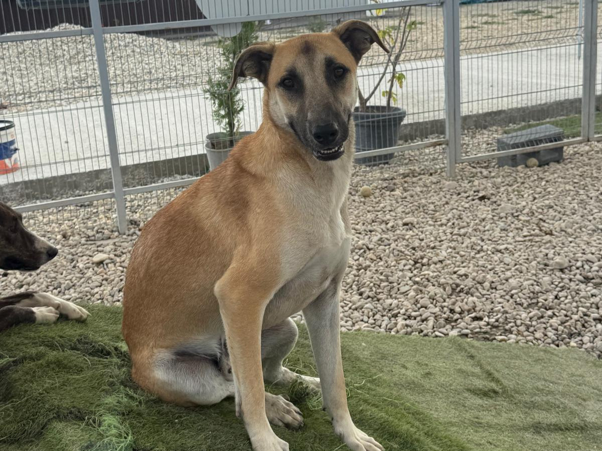 🐶lieber Ianjo braucht HILFE🆘