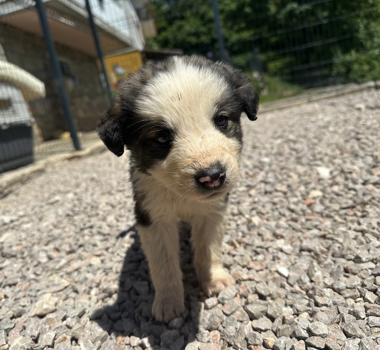 Pixel