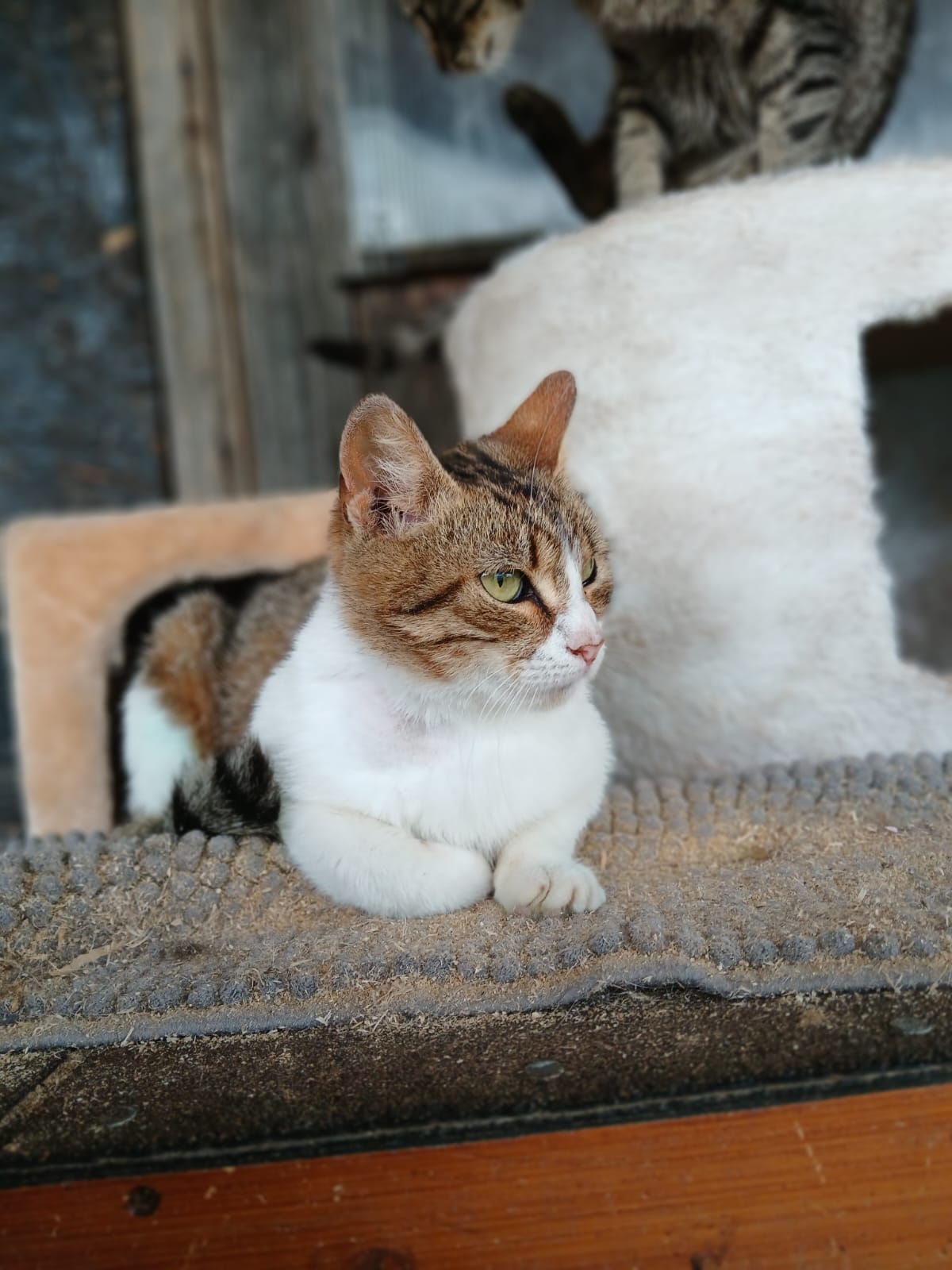 🌺Liebe Einzelkatze Nellie 🌺