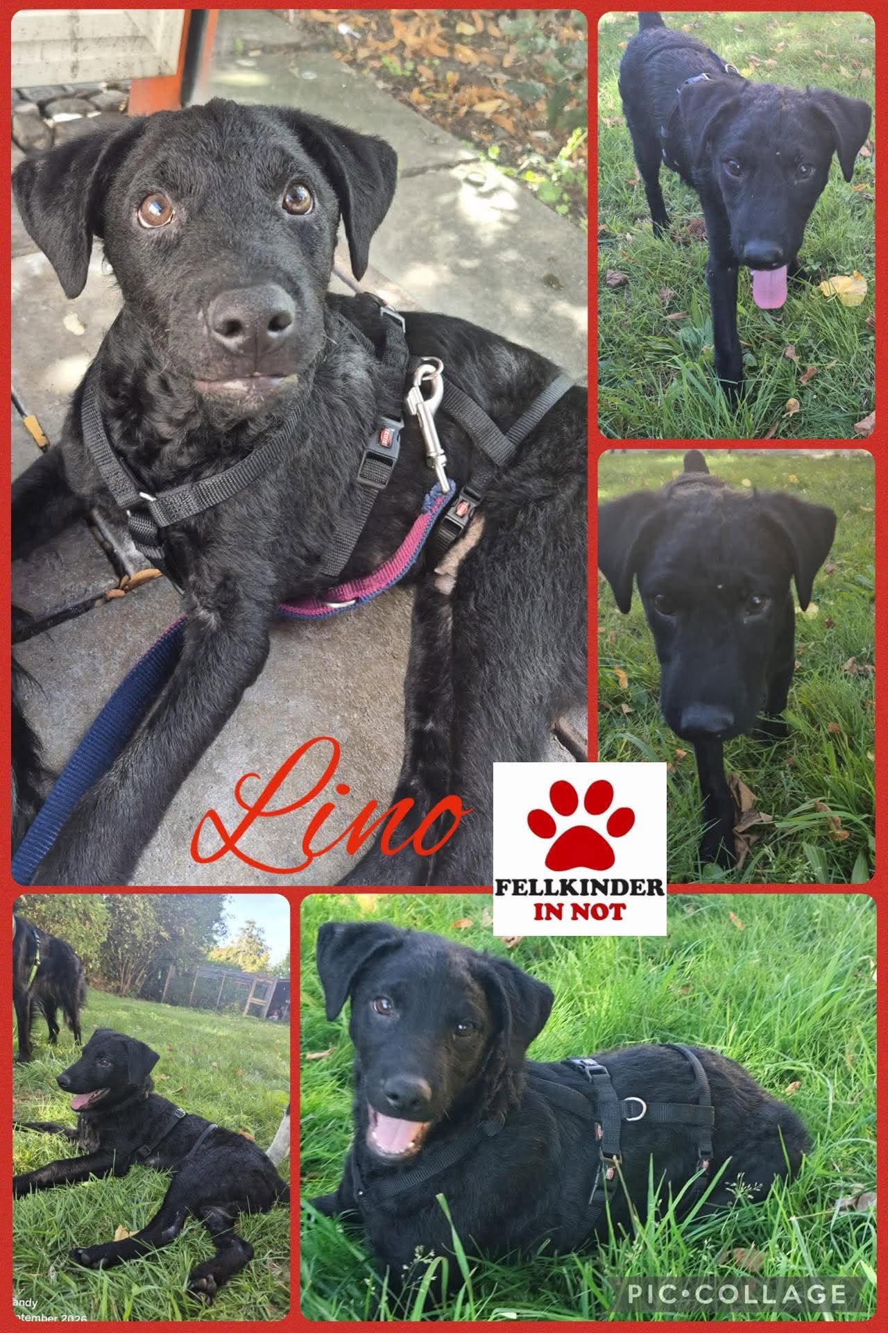 Lino