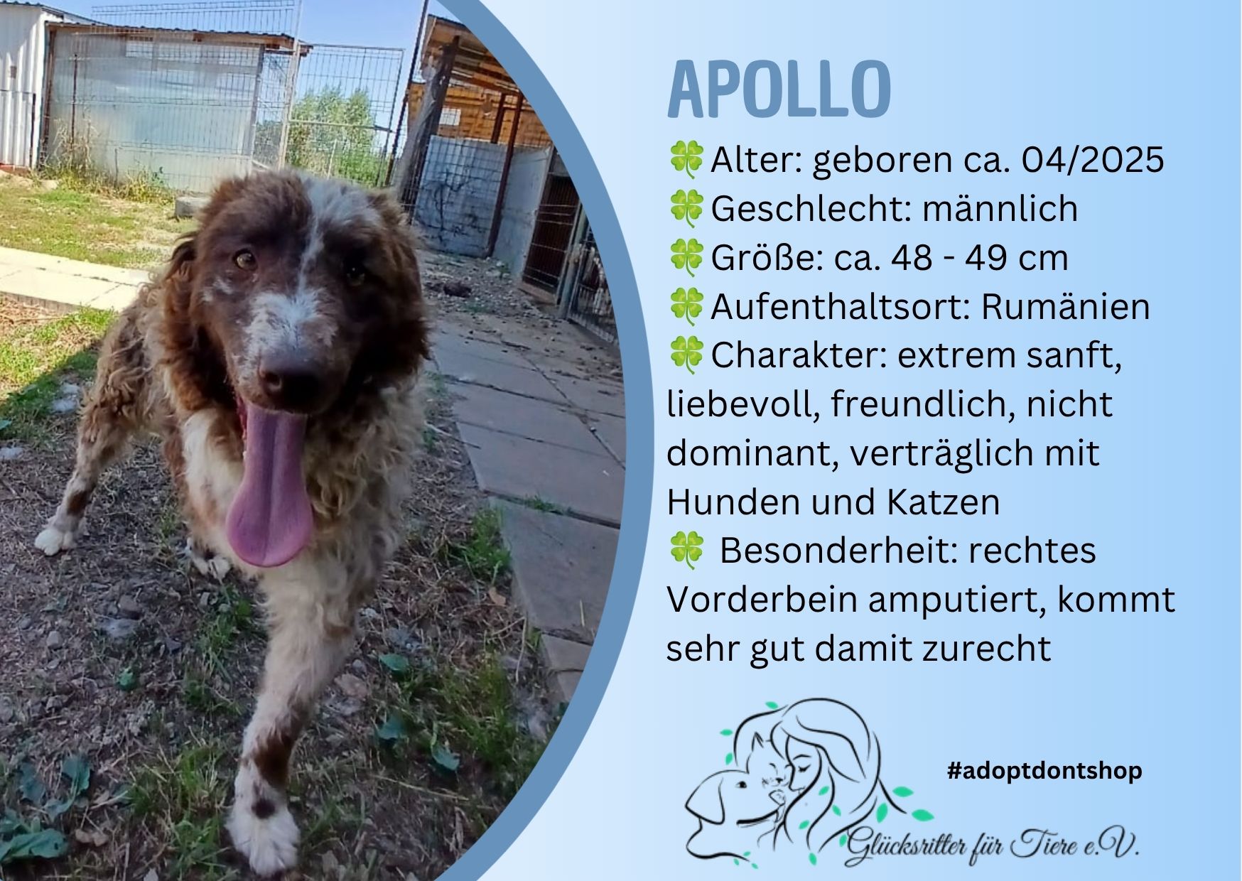 🌞 Dreibeinchen Apollo 🐾