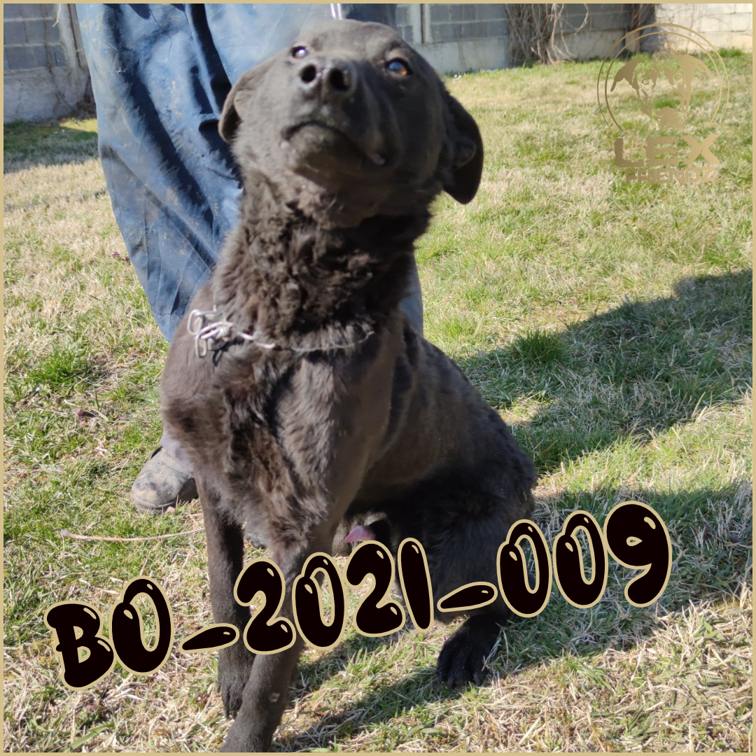 BO-2021-009