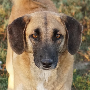 Fritz