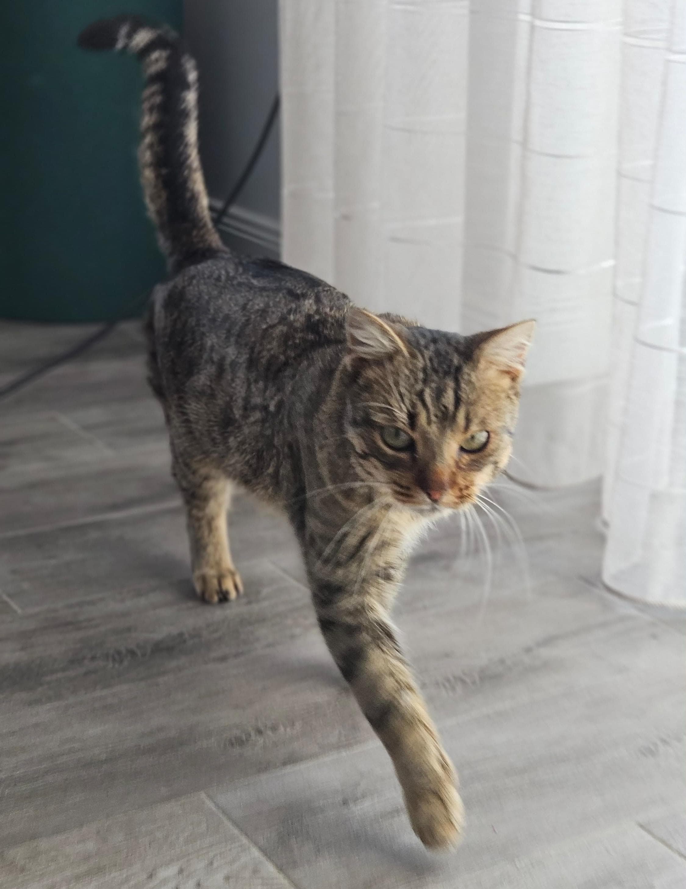 Benito 🐈🐾