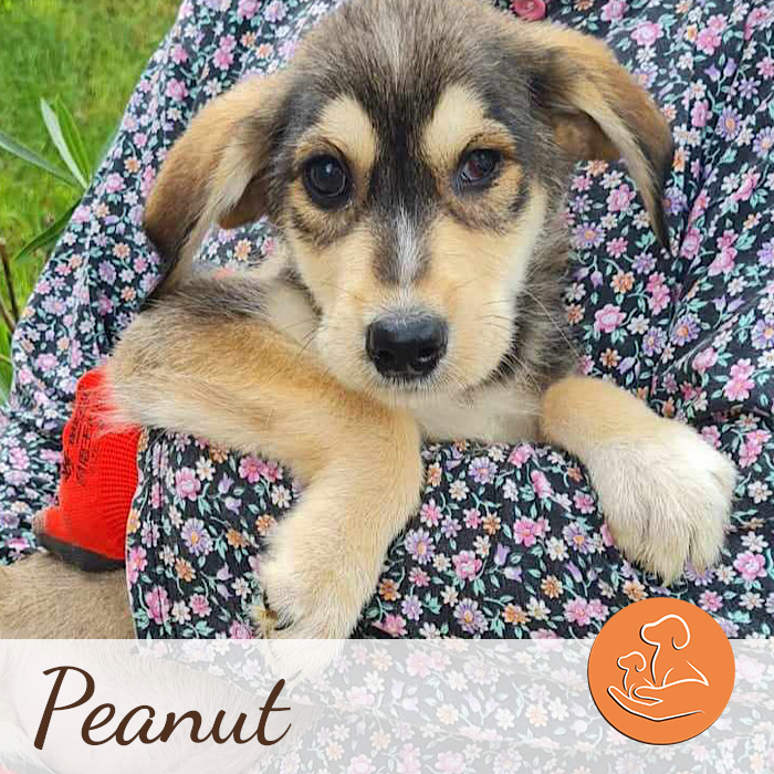 Peanut