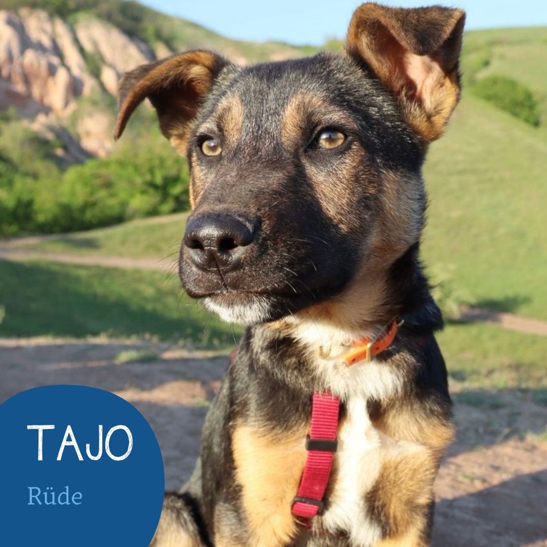 Tajo