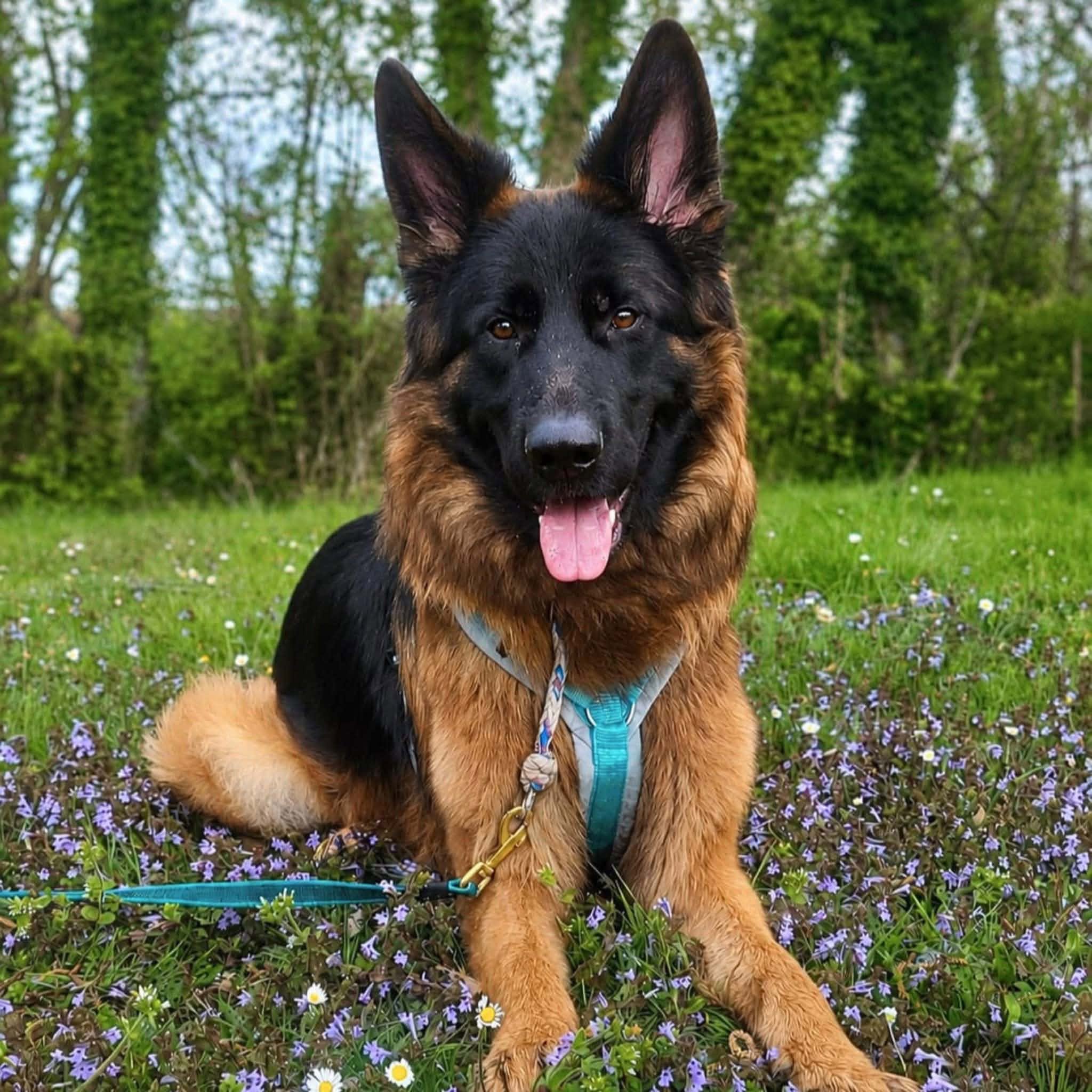 Rex🐾wartet in 52477