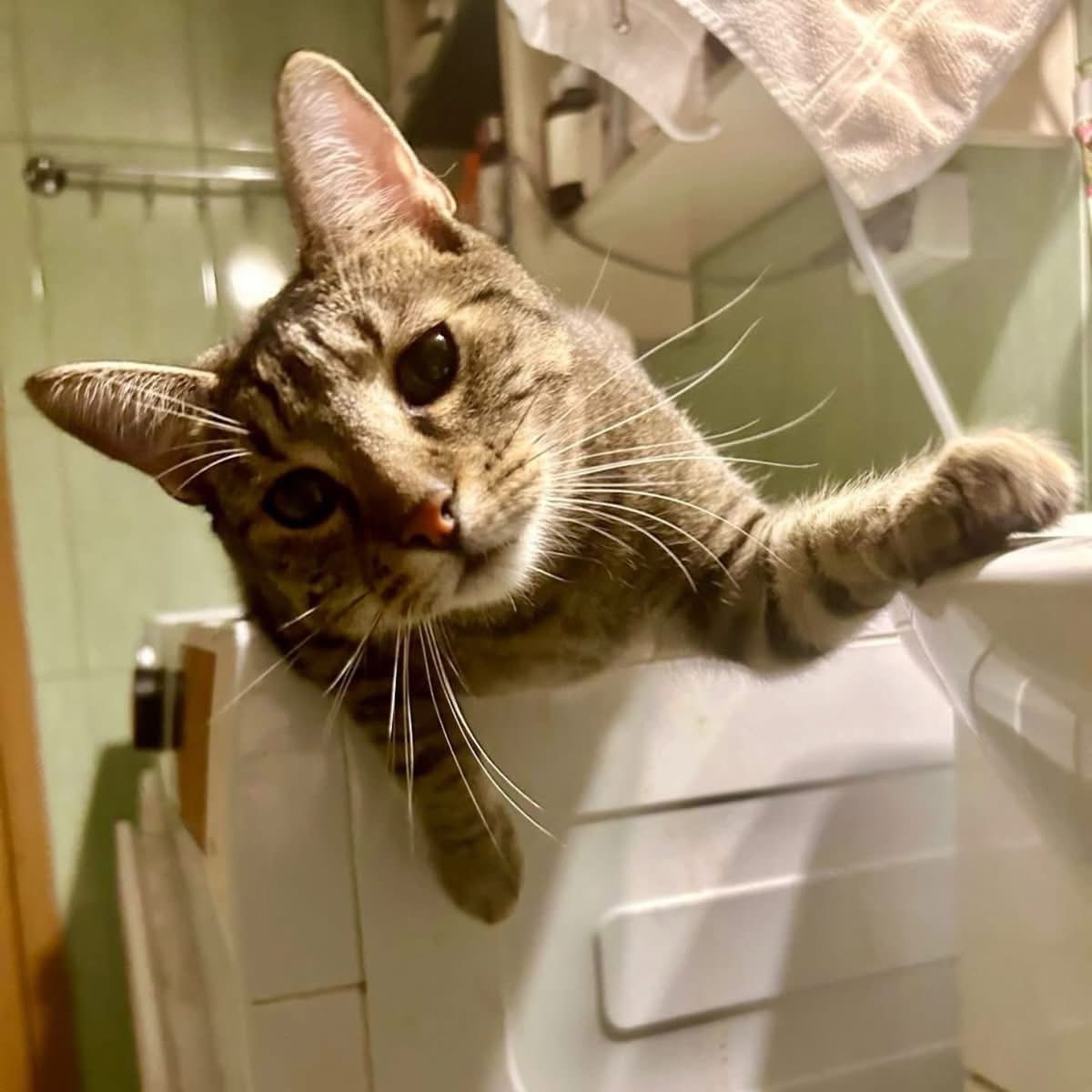 Yeti 🐾🐈