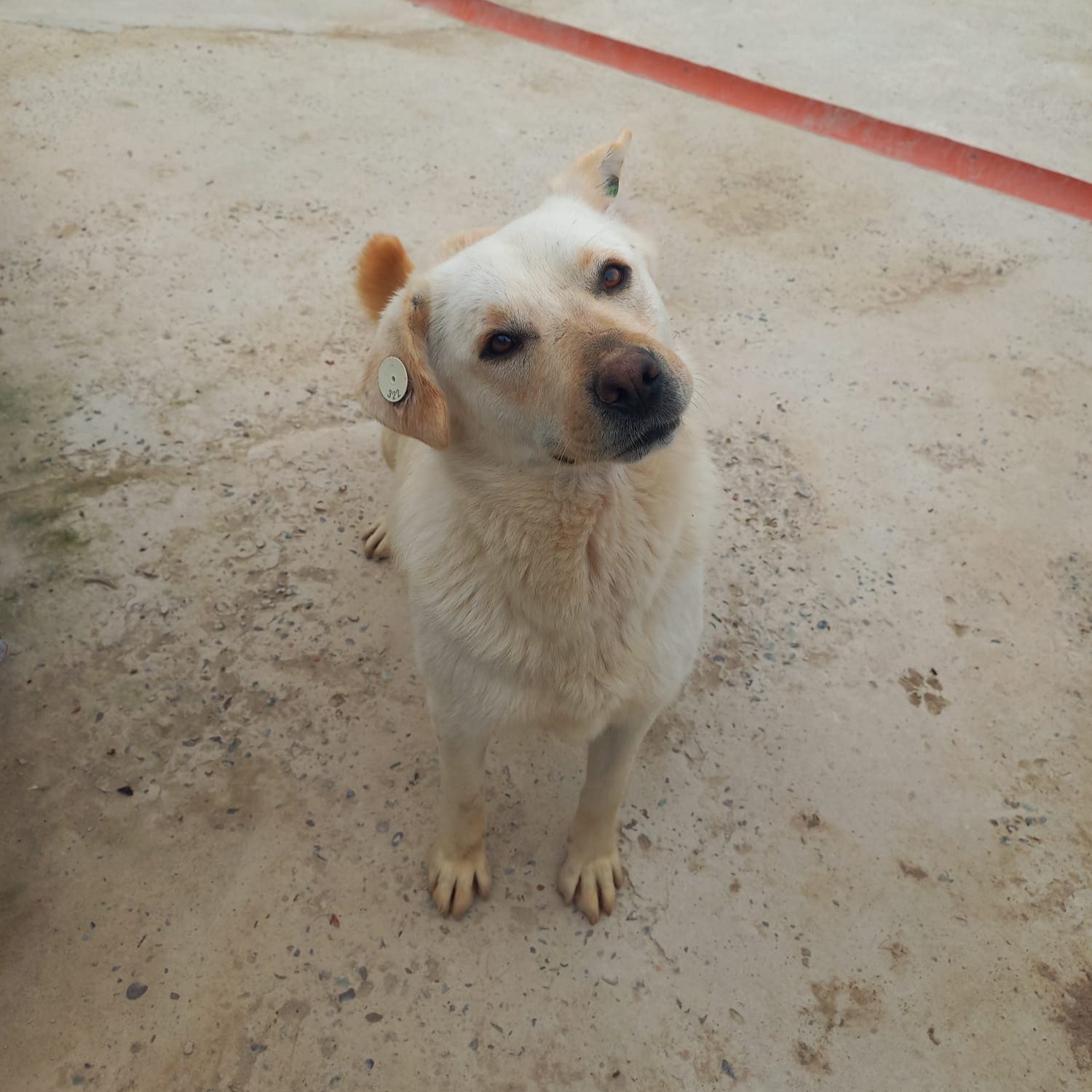 Nevada 🐾