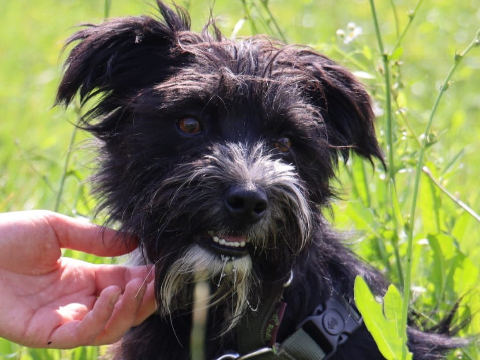 🐶Fröhlicher Junghund Diesel🐶