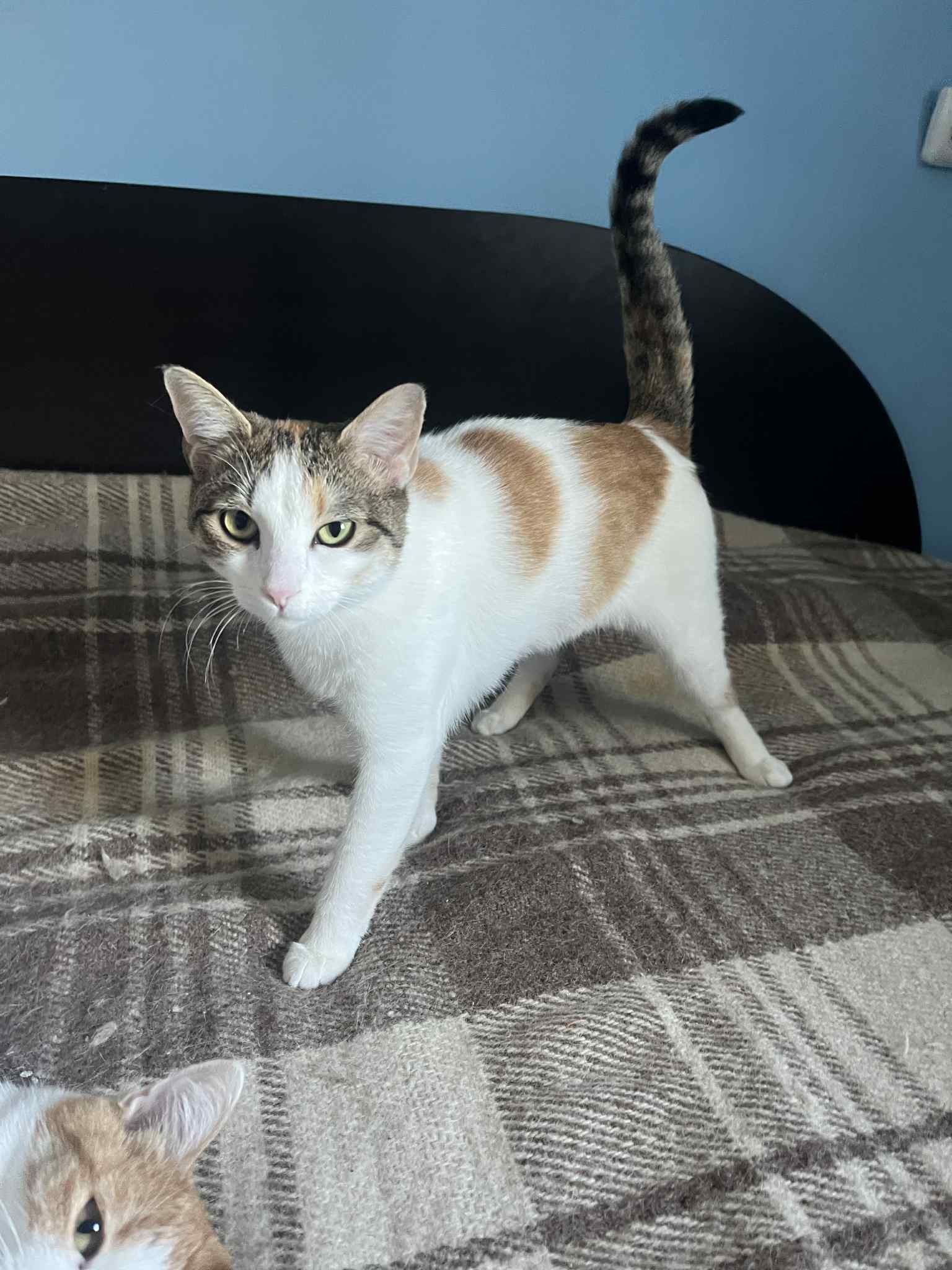 Samba ❤️