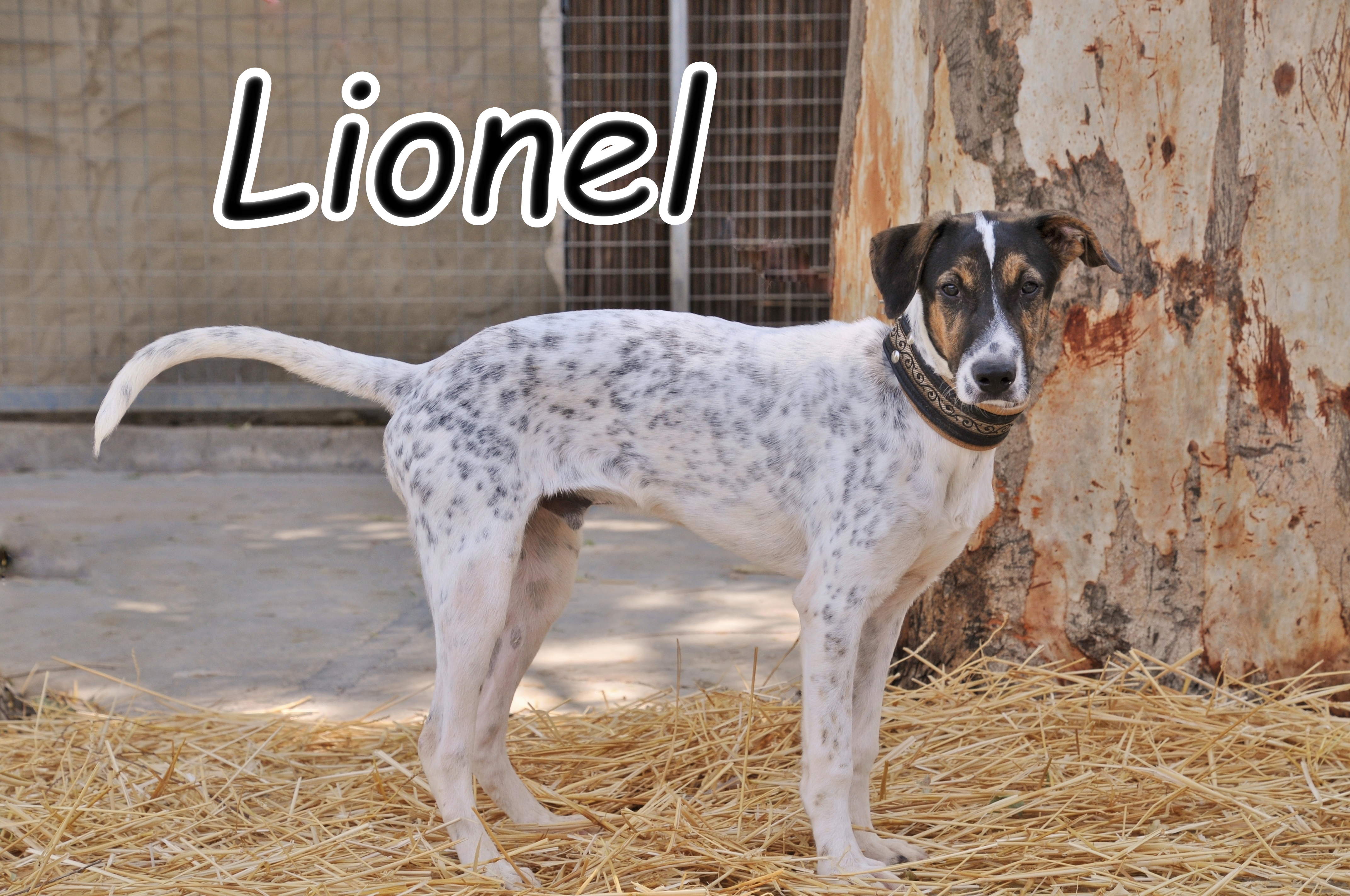 Lionel