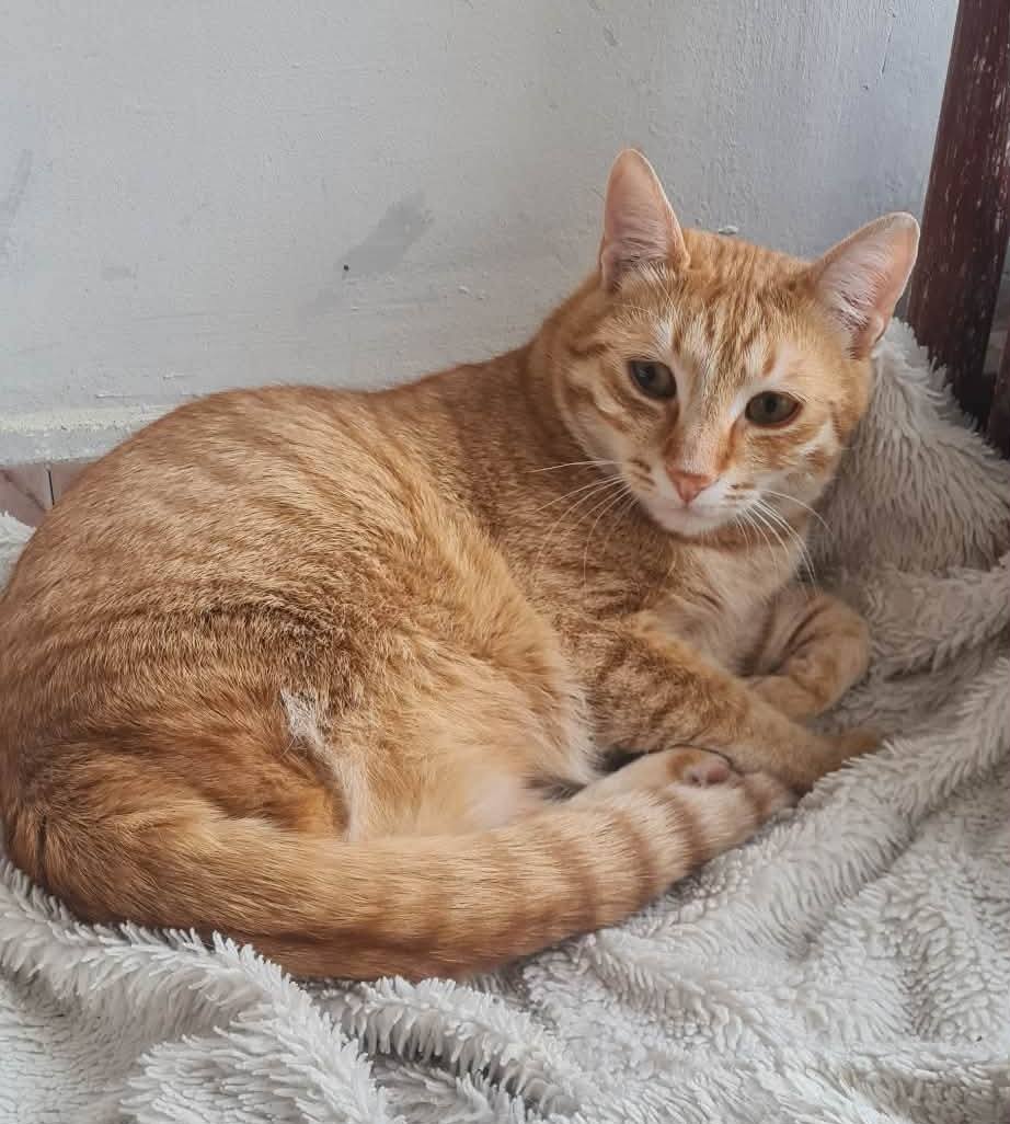 Simba ❤️