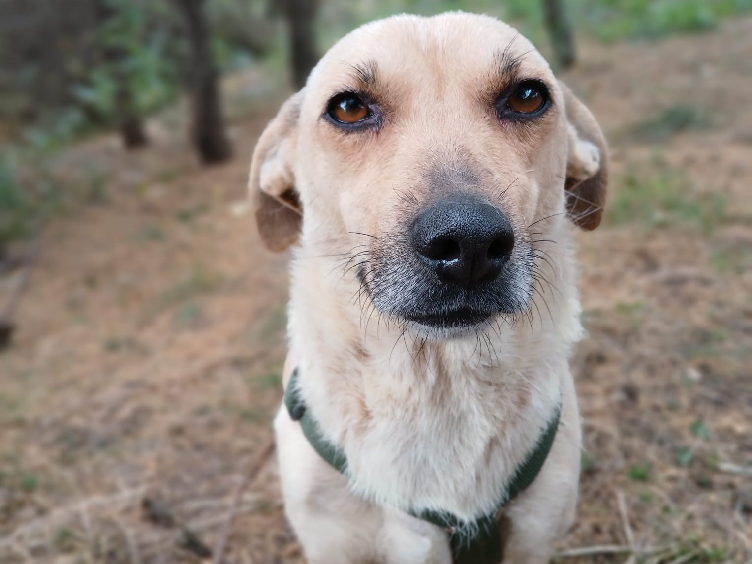 🧡 Sanfte Hündin Cassie 🧡