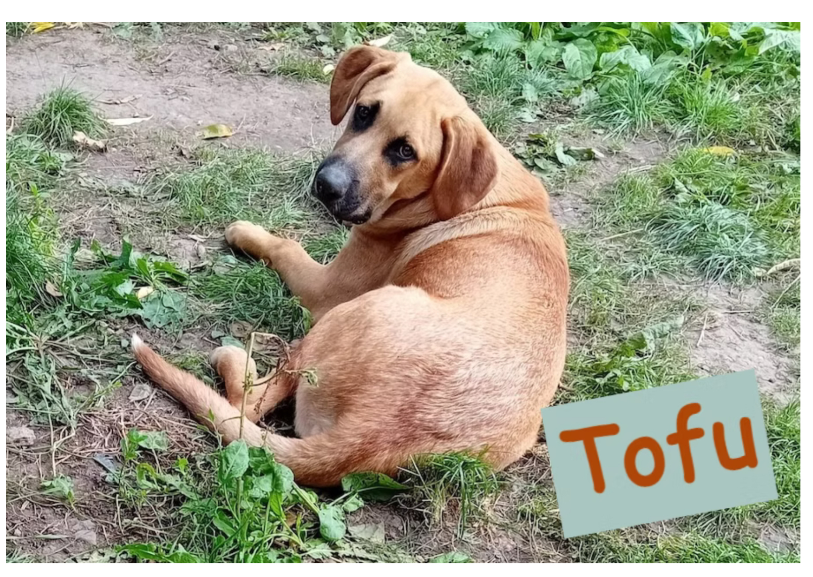 Tofu