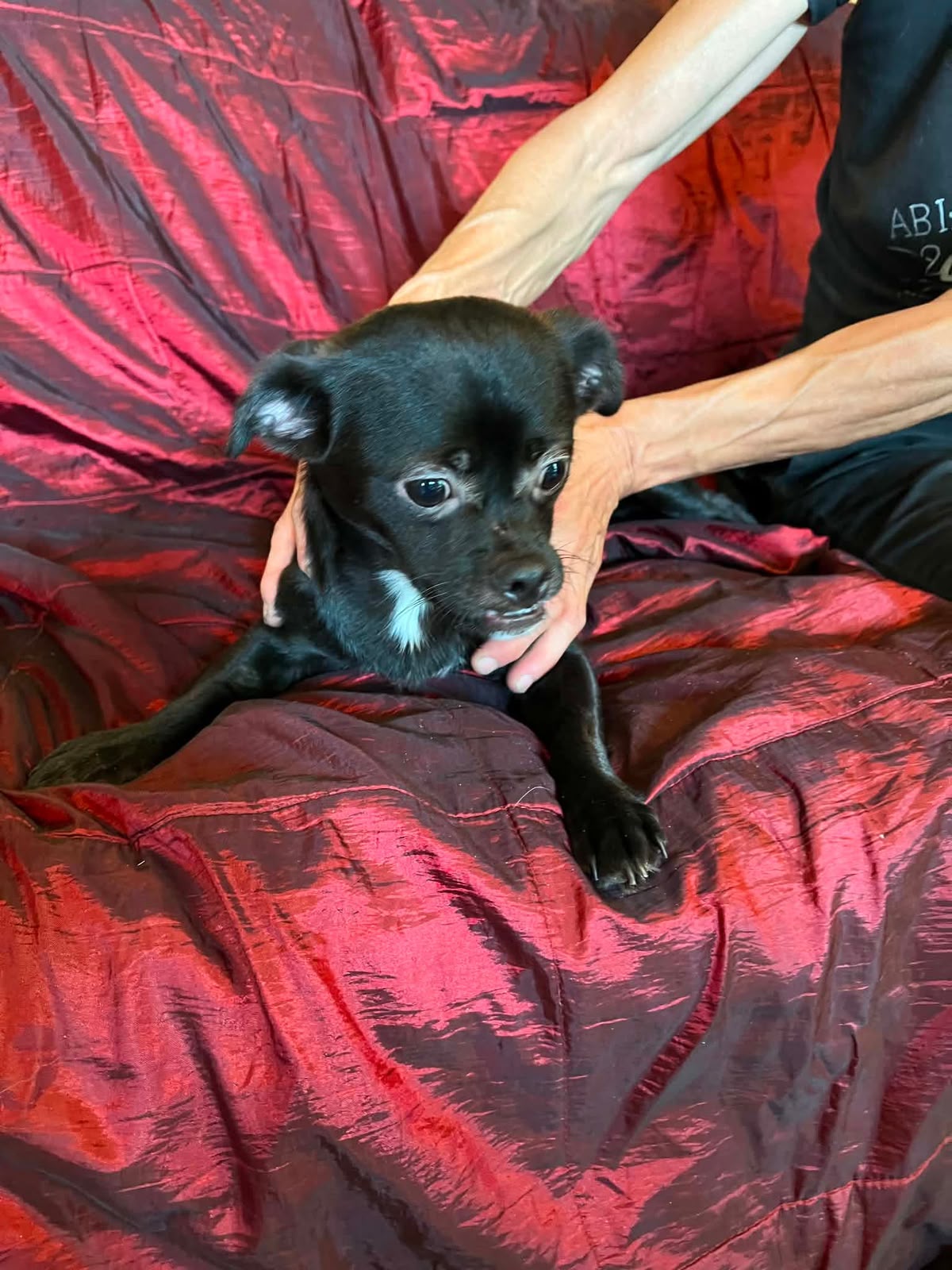 Milo2