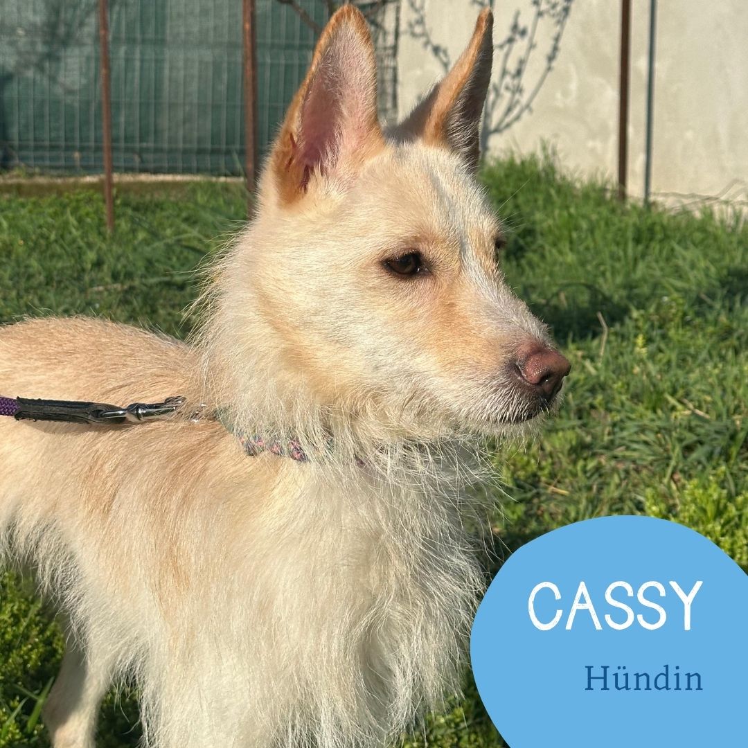 Cassy