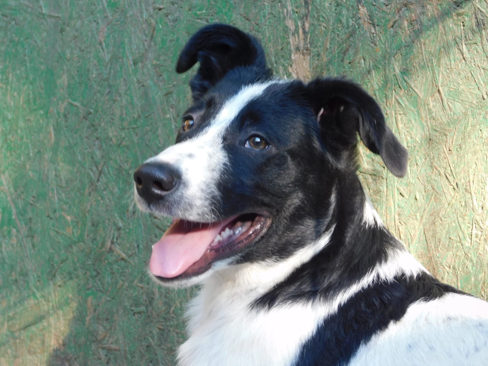 🐾Sanfter Murphy sucht Liebe🐾