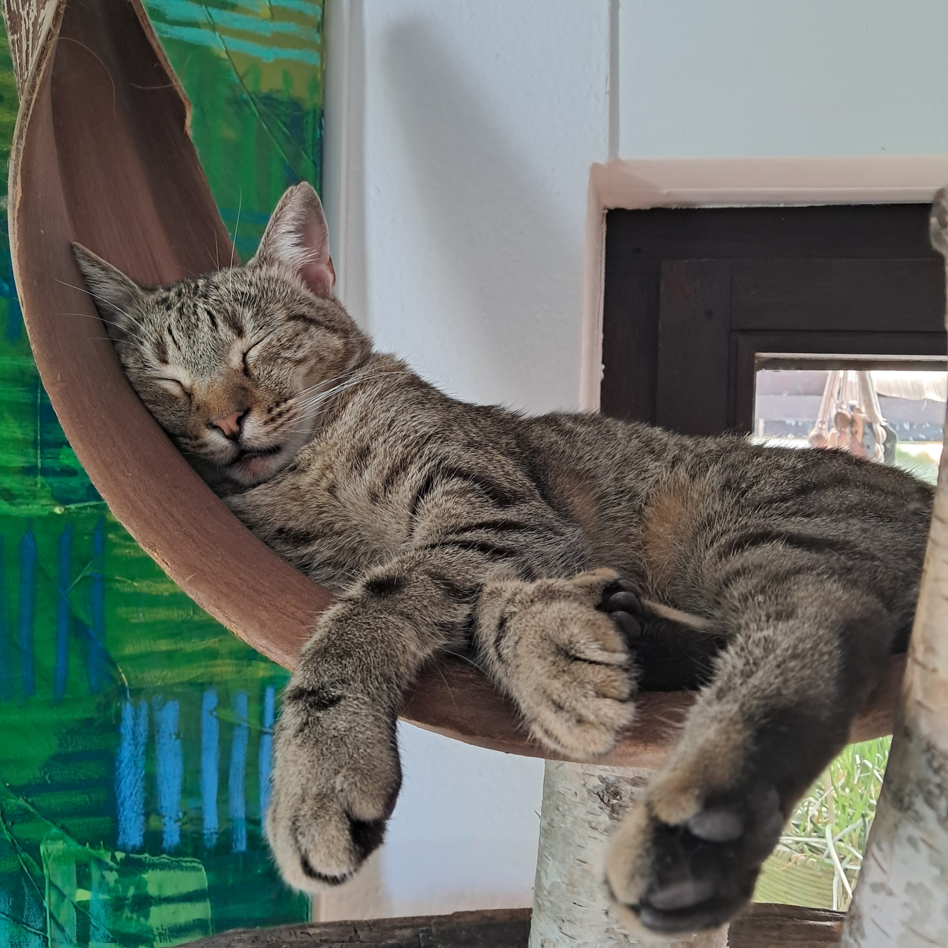 😻Kuschelkater Timo💕