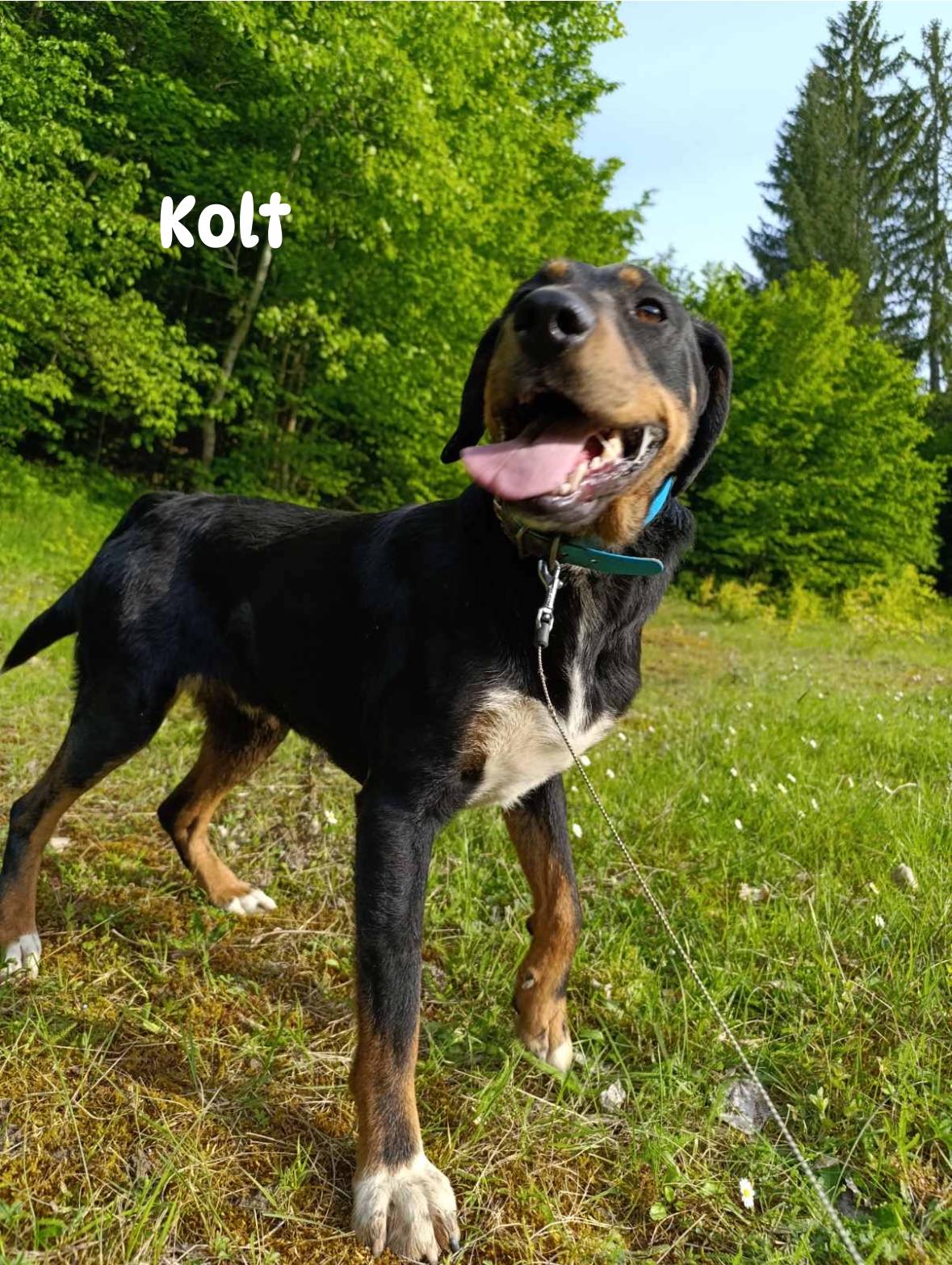 Kolt - Jagdterrier Mix