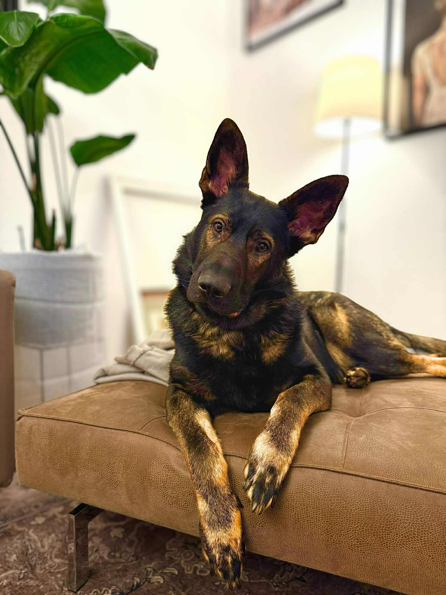 Ares🐾 wartet in 18106