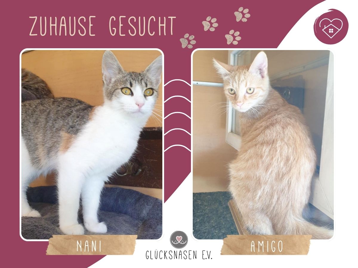 Amigo und Nani möchten reisen
