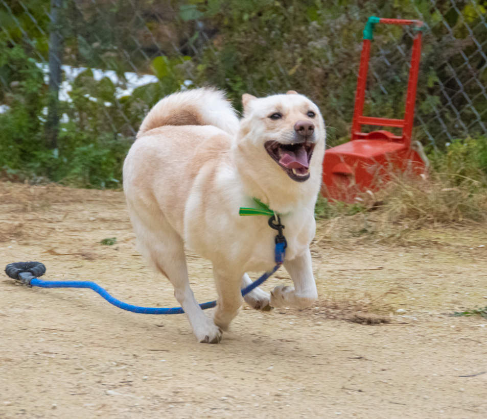 Dash