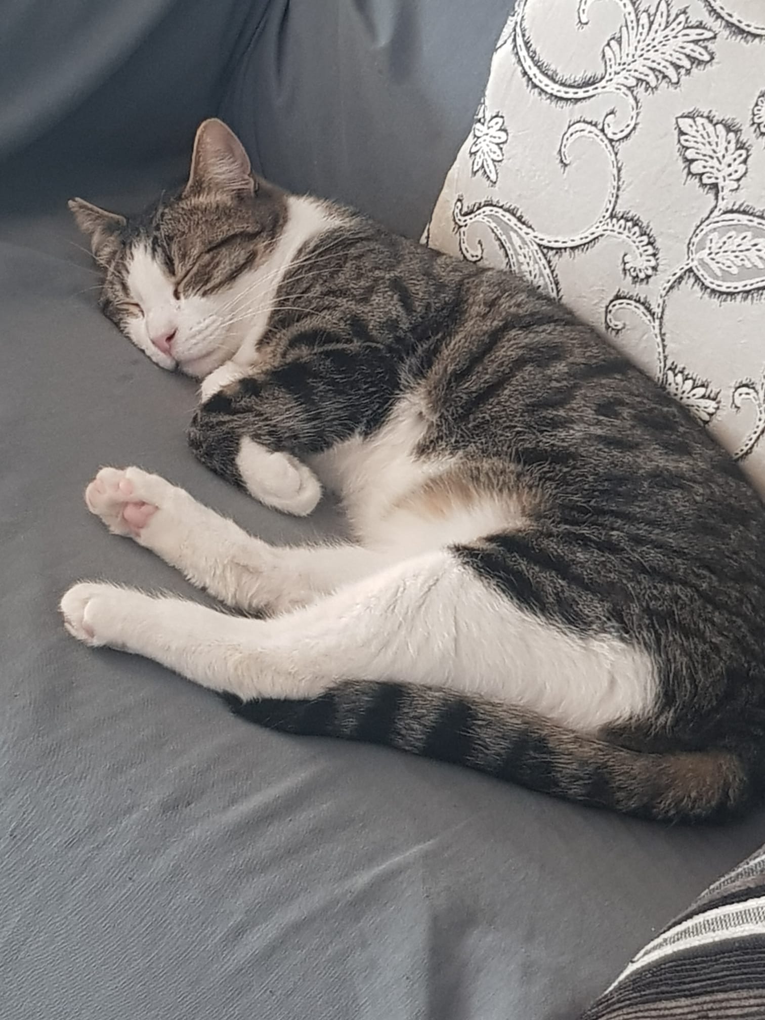 Perlito