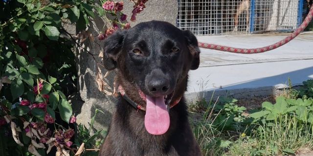Nera