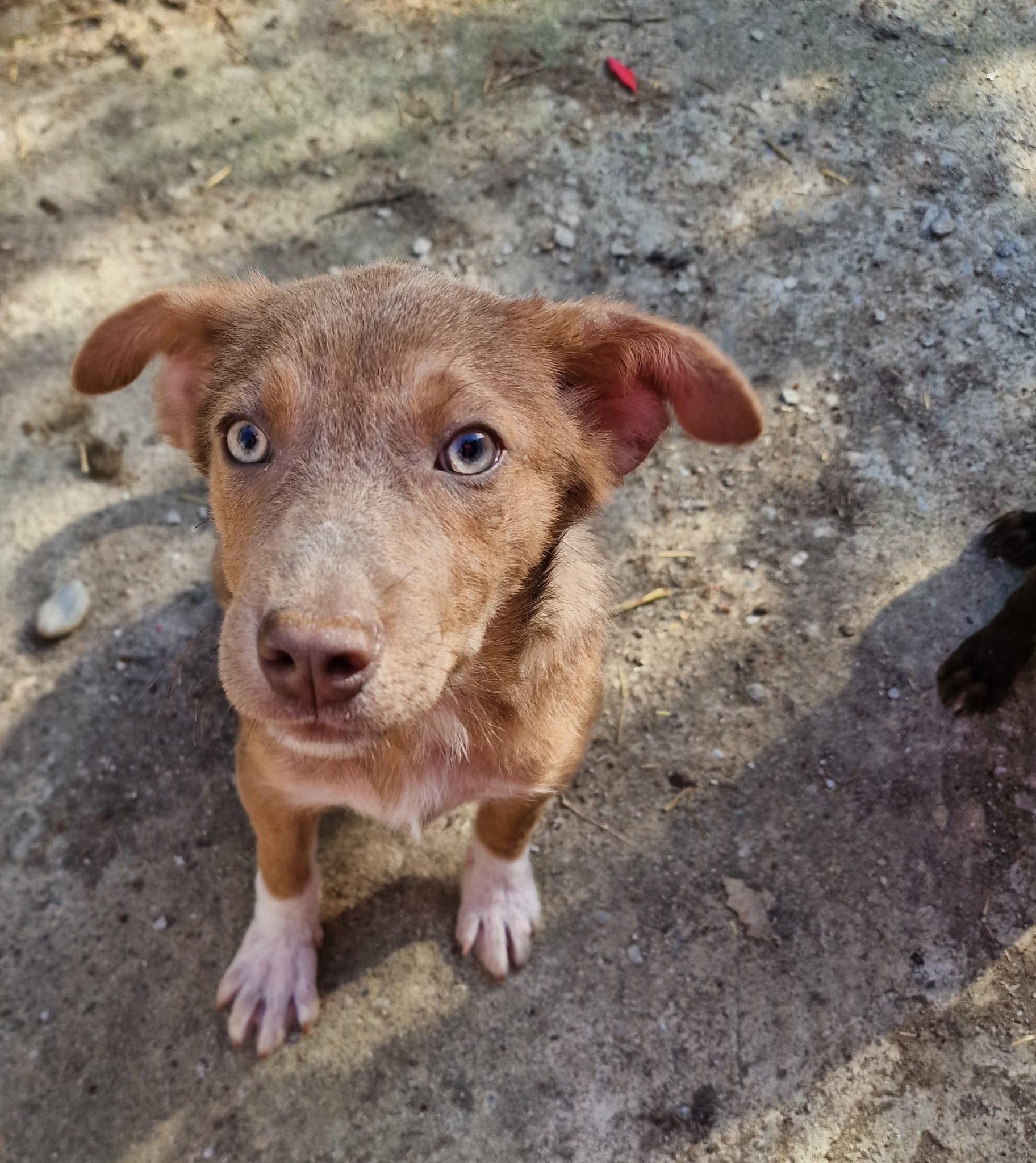 Berti, suche Zuhause