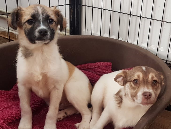 Hundevermittlung