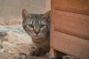 MISHI - kleines Tigermädchen