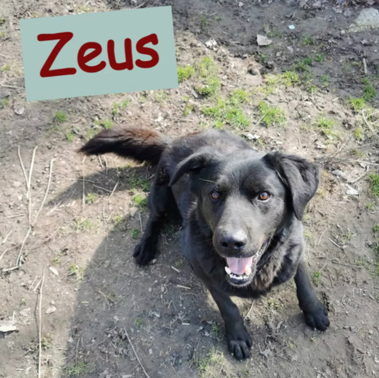 Zeus