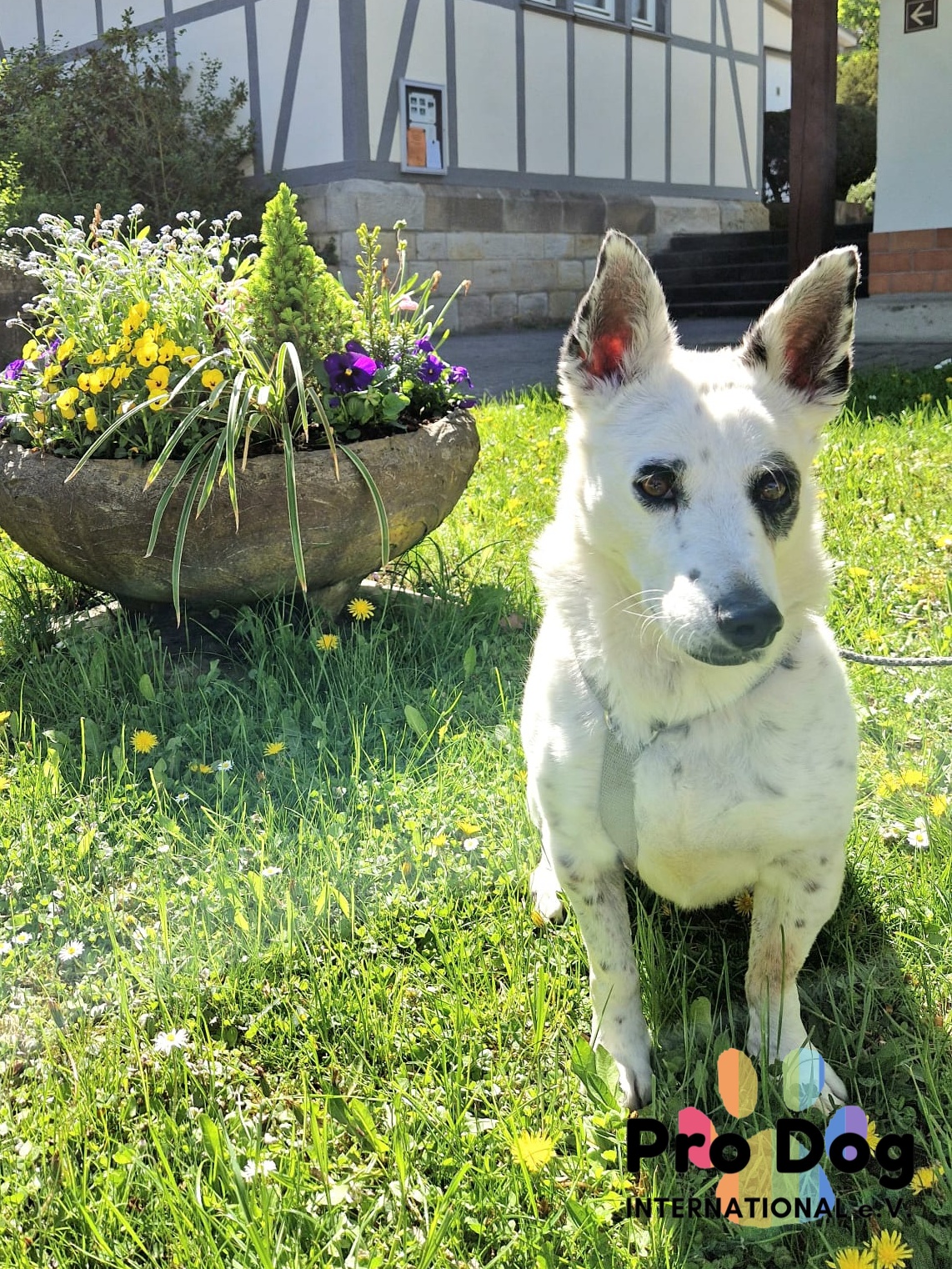 Aiko auf Pflegestelle