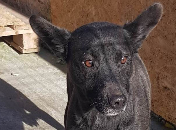 Laika