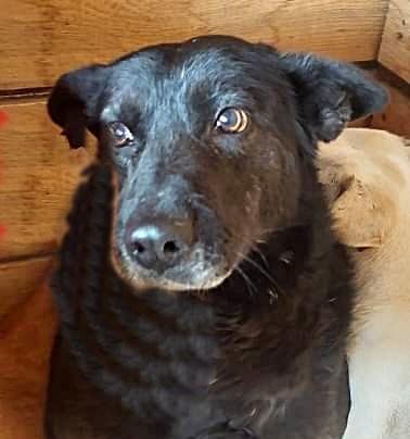 Frieda,sucht einen Gnadenplatz