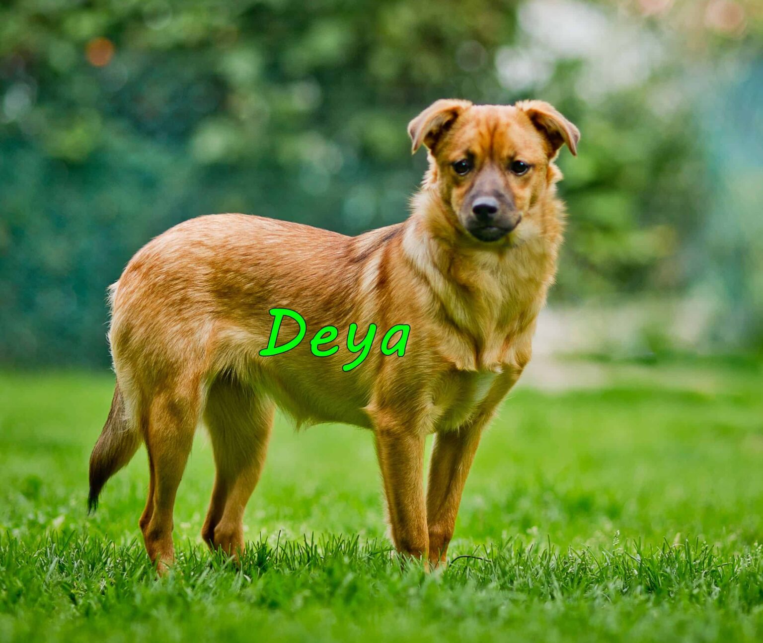 Deya-in Deutschland