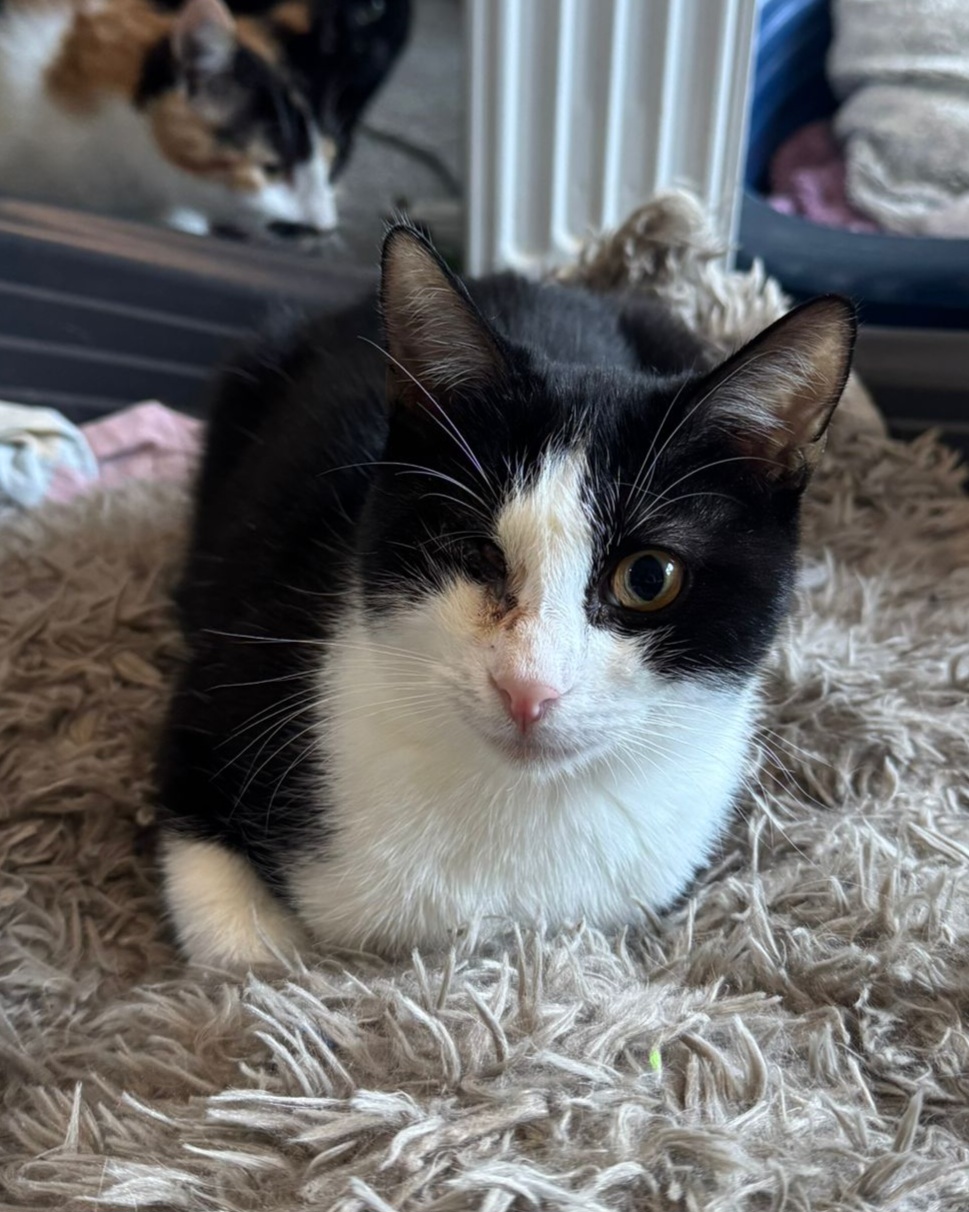 ❣️ Lina❣️ einäugig 😢