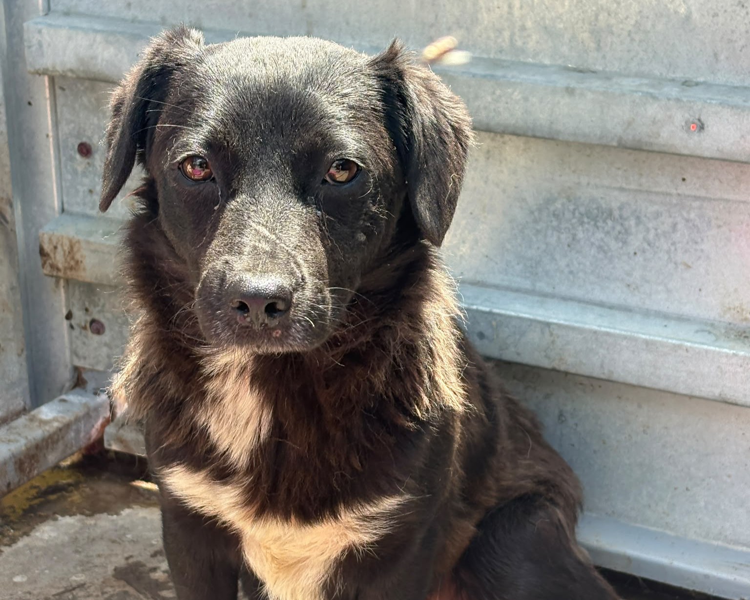 Blacky💕zuückhaltende Hündin