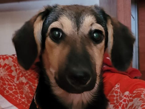 Floppy