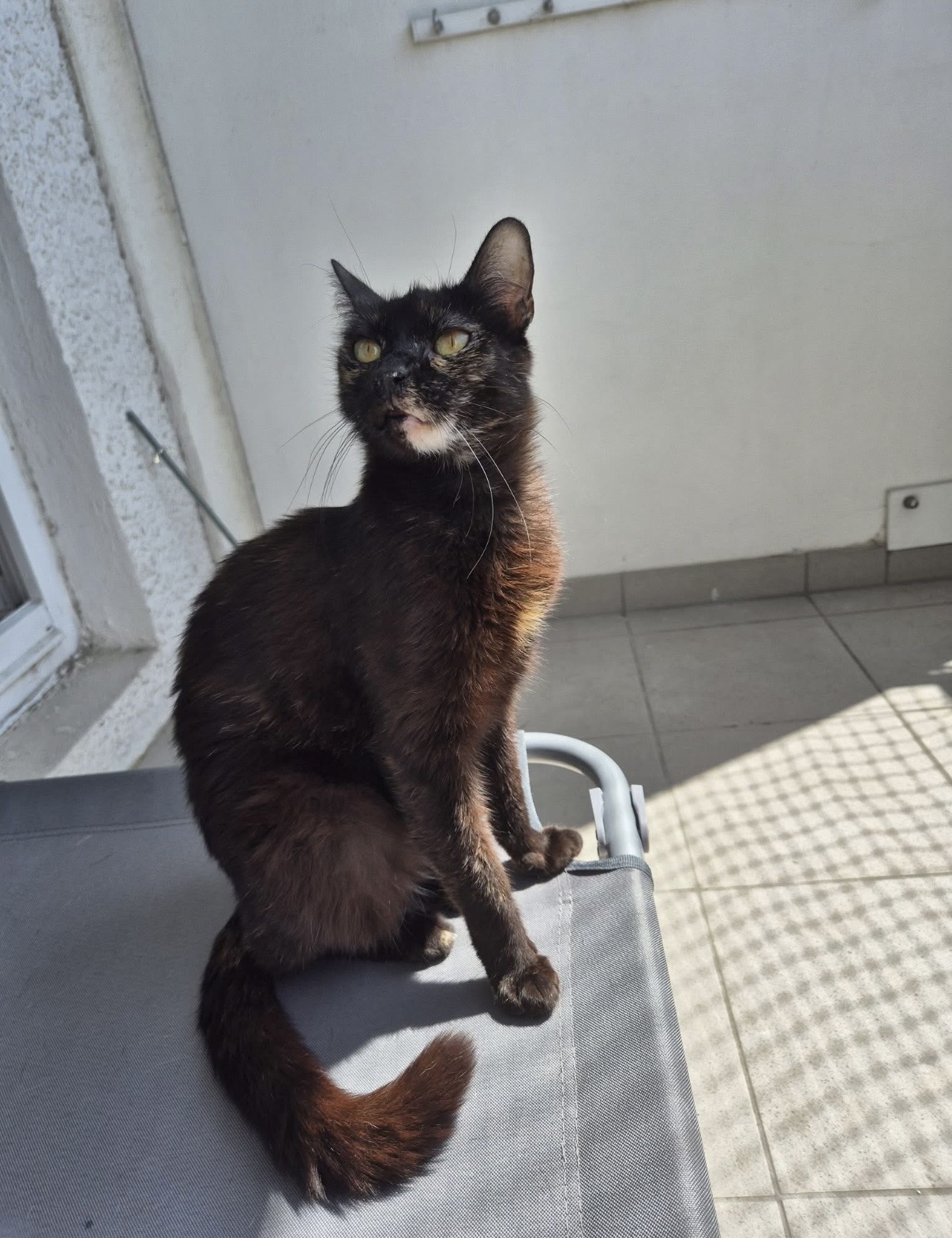 Betty 🐱🐾
