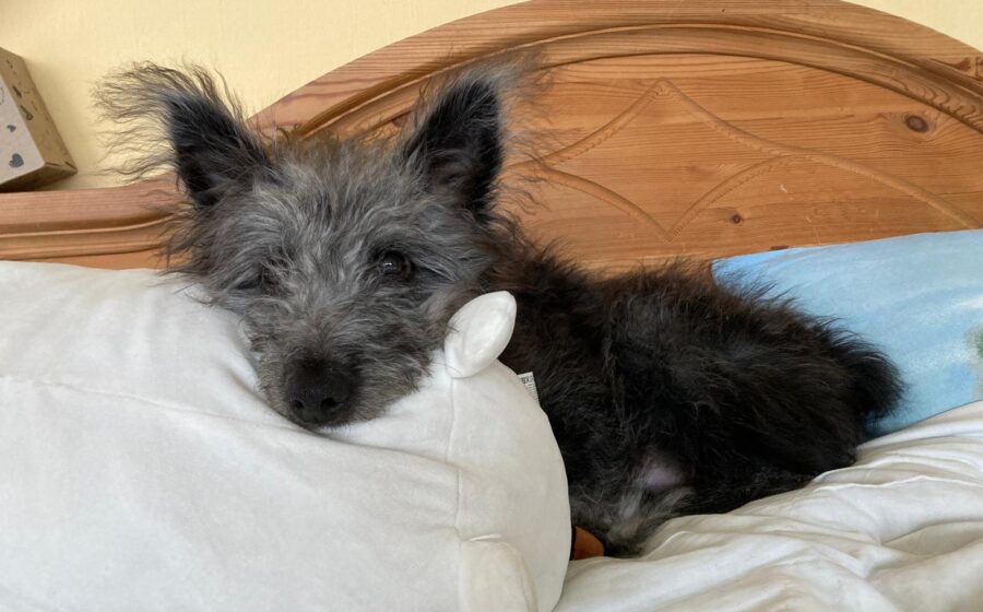 Floki
