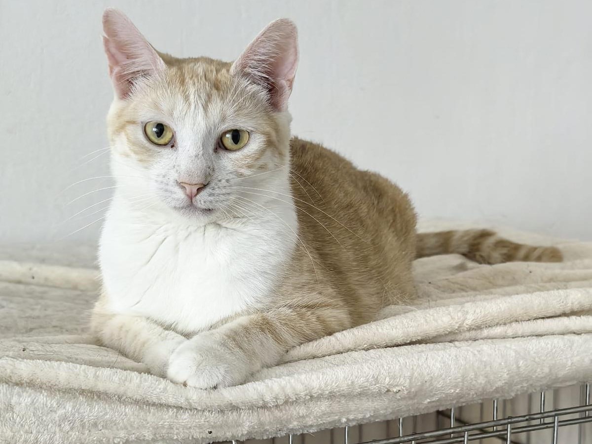 ✨wunderschöne Minou✨