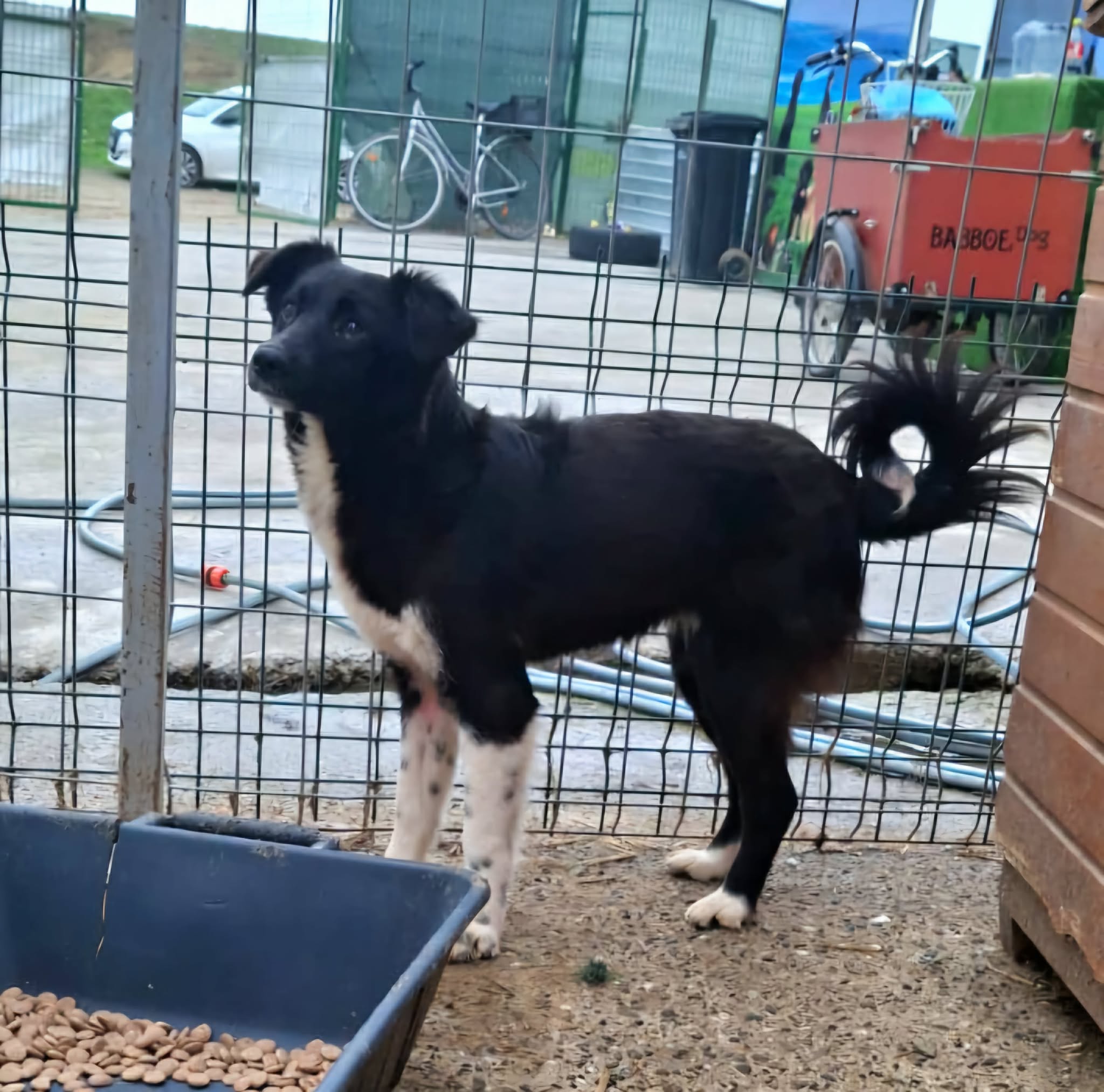 Pixie🐾aufgeweckte Junghündin