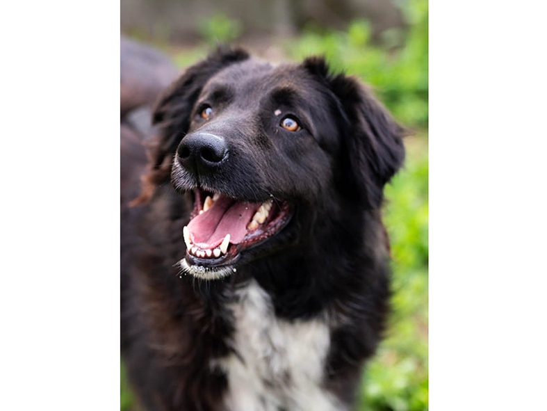 Mulan