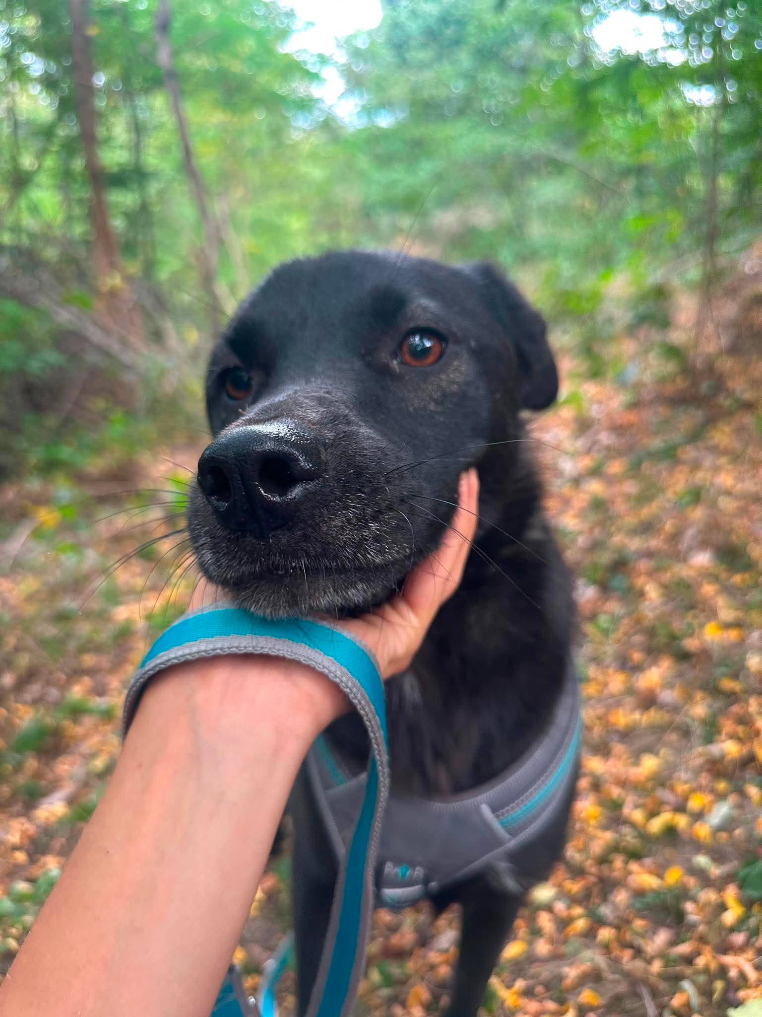 Herzenshund Yana