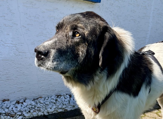 Samson