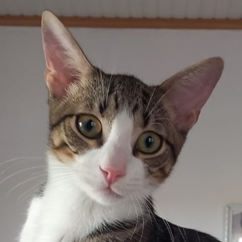 Figaro